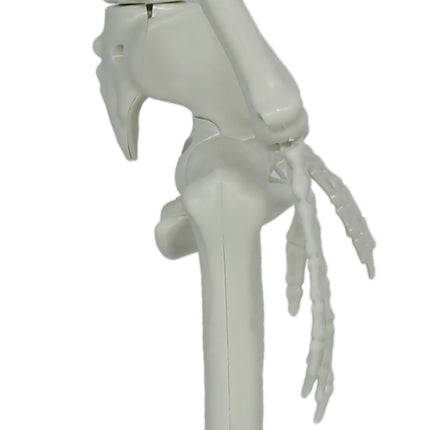 Halloween Skelet Beweegbaar