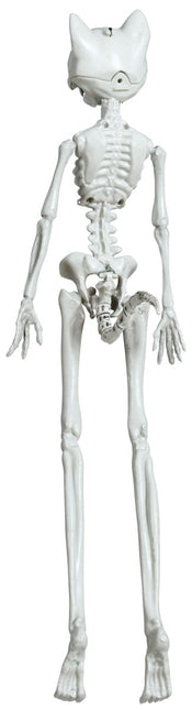 Halloween Skelet Kat 37cm van Fiestas Guirca koop je bij Partywinkel