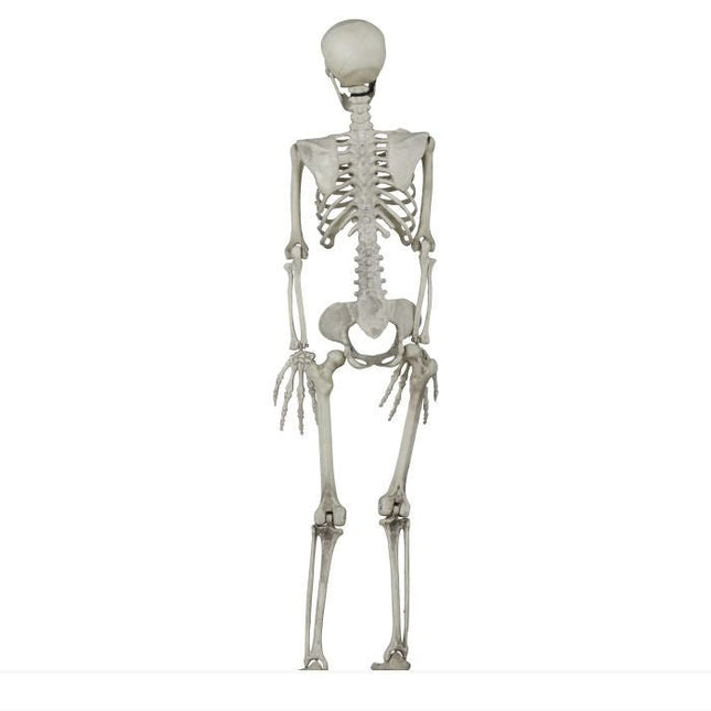 Halloween Skelet 90cm van Fiestas Guirca koop je bij Partywinkel