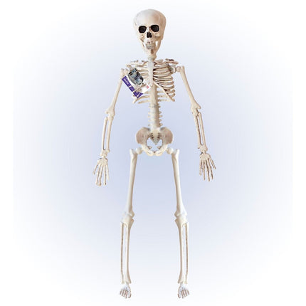 Halloween Skelet Beige 40cm van Widmann koop je bij Partywinkel