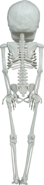 Halloween Skelet Hangend Groot Hoofd 40cm van Fiestas Guirca koop je bij Partywinkel